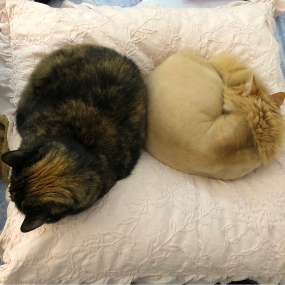 Hello! Meow! 🐾 - Picture 8 of 14